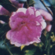 Early Crimson